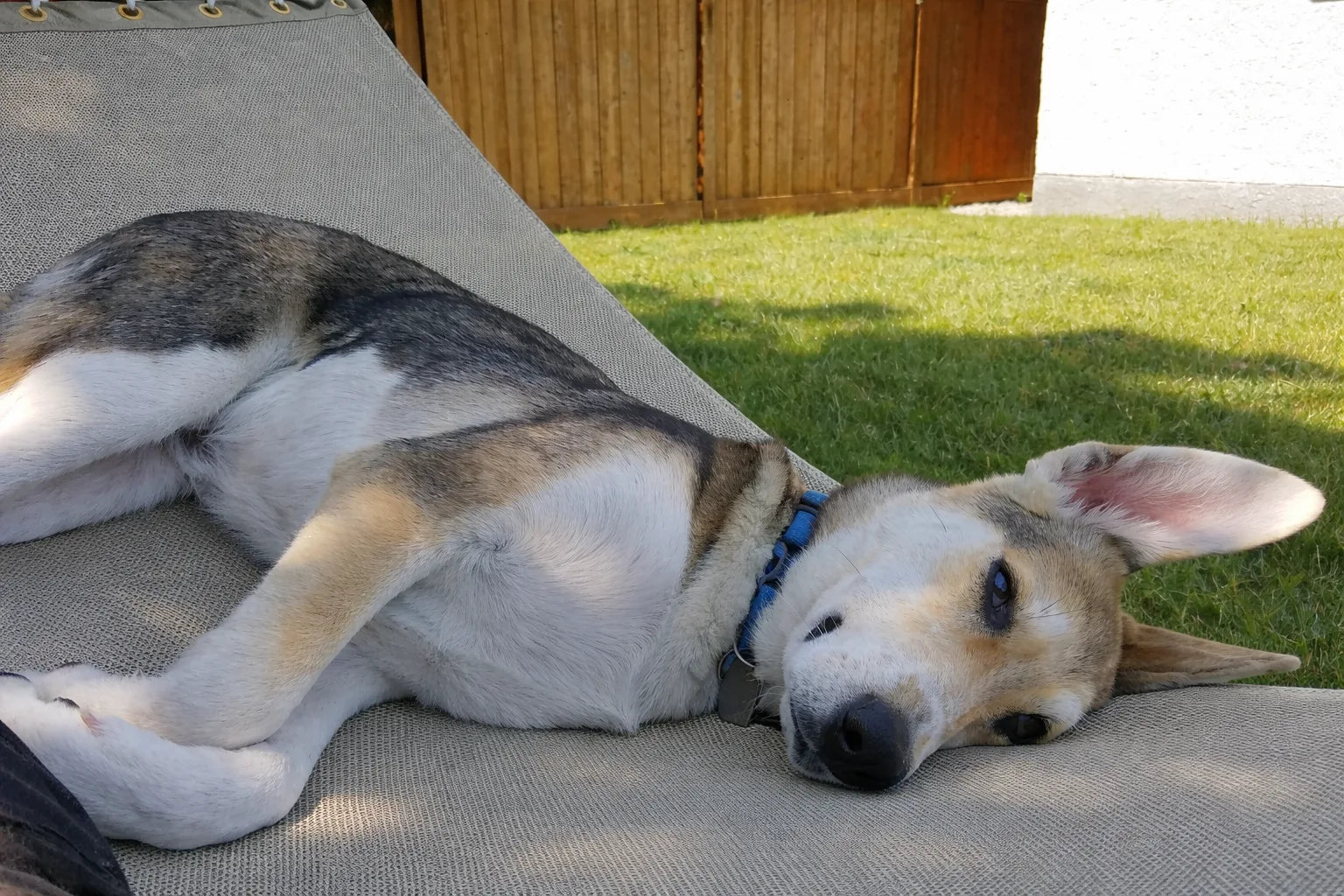 Poolside | Lake Hammock - Double