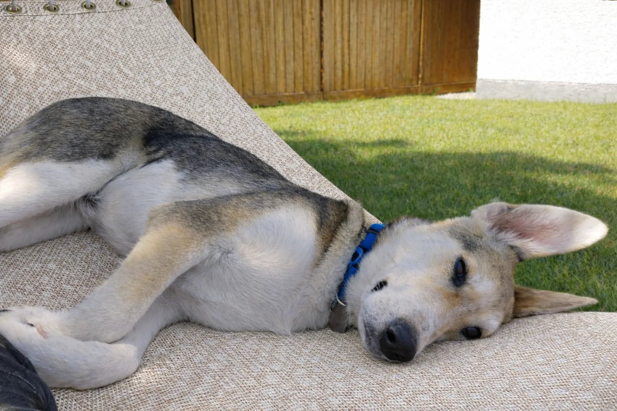 Poolside | Lake Hammock - Double