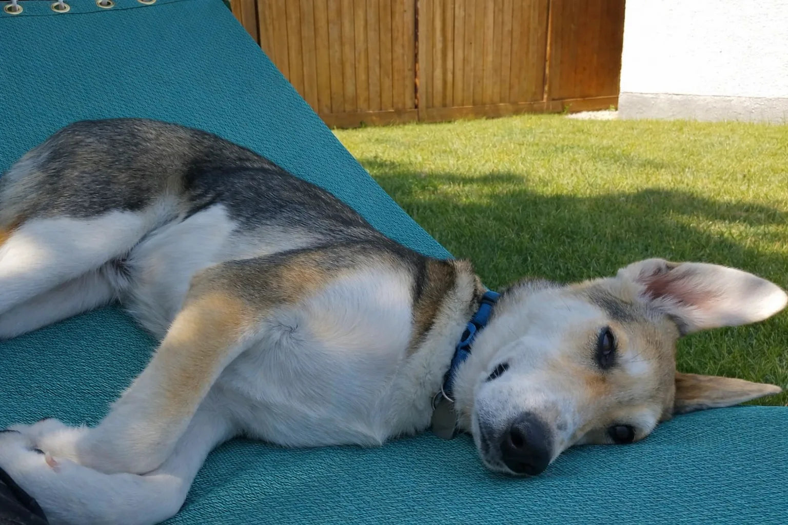 Poolside | Lake Hammock - Double