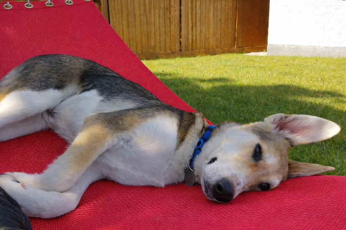 Poolside | Lake Hammock - Double